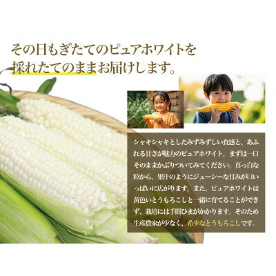 【ふるさと納税】26年先行予約　早採り ハウス栽培　幻の白いトウモロコシ　ピュアホワイト　10本【配送不可地域：離島】【1642176】 - 画像3