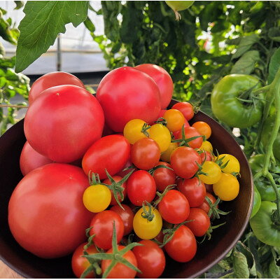 【2026年発送】大玉トマト2kg&多品種ミニトマト1kg食べ比べセット【配送不可地域：離島】【1669254】