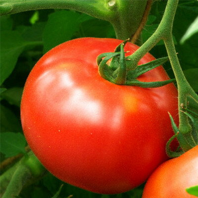 【ふるさと納税】【2026年発送】大玉トマト2kg&多品種ミニトマト1kg食べ比べセット【配送不可地域：離島】【1669254】 - 画像2