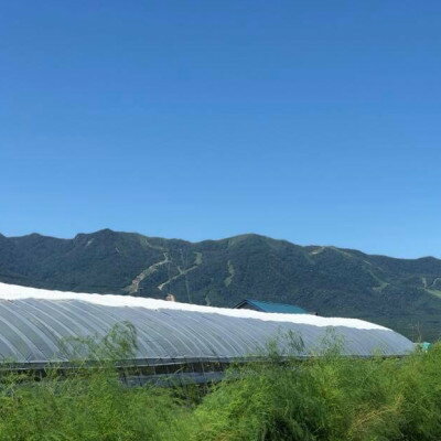 【ふるさと納税】【2026年発送】大玉トマト2kg&多品種ミニトマト1kg食べ比べセット【配送不可地域：離島】【1669254】 - 画像3