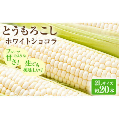 【2026年先行予約】富良野産ホワイトとうもろこし　ホワイトショコラ計20本【配送不可地域：離島】【1678461】