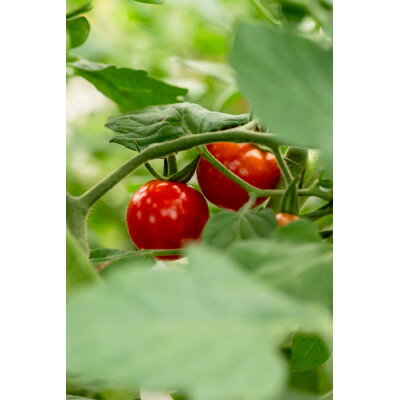 【ふるさと納税】【2026年発送】清水farm【ミニトマト2kg】『珠玉のうまみ』【1687846】 - 画像2