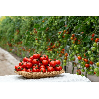 【ふるさと納税】【2026年発送】清水farm【ミニトマト2kg】『珠玉のうまみ』【1687846】 - 画像3