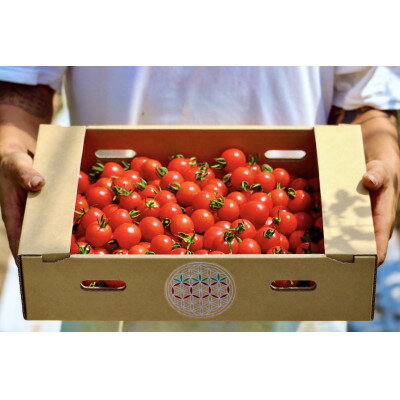 先行予約 2026年8月より発送 北海道 富良野市産 完熟ミニトマト プレミアムルビー 3kg【1704465】