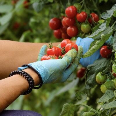 【ふるさと納税】先行予約 2026年8月より発送 北海道 富良野市産 完熟ミニトマト プレミアムルビー 3kg【1704465】 - 画像2