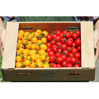 先行予約 2026年8月より発送 北海道 富良野市産 完熟ミニトマト ルビー&イエローミミ 3kg【1704473】