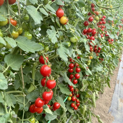 【ふるさと納税】先行予約 2026年8月より発送 北海道 富良野市産 完熟ミニトマト ルビー&イエローミミ 3kg【1704473】 - 画像2