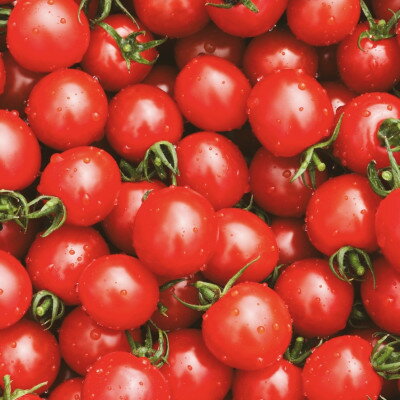 【ふるさと納税】先行予約 2026年8月より発送 北海道 富良野市産 完熟ミニトマト ルビー&イエローミミ 3kg【1704473】 - 画像3