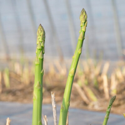 【ふるさと納税】北海道富良野産アスパラ　2L　1kg23本前後　ご贈答にも【配送不可地域：離島】【1710881】 - 画像2