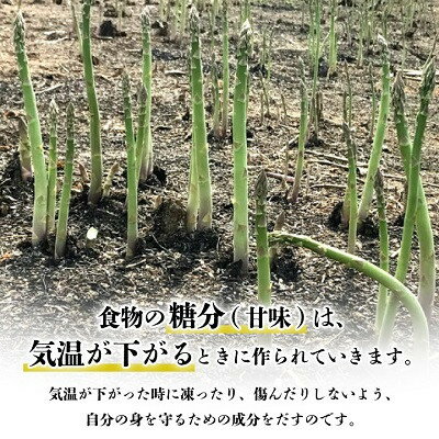 【ふるさと納税】2026年度分　【発送月固定定期便】4月・5月・6月北海道富良野産　アスパラ定期便全3回_ アスパラ 定期便 野菜 アスパラガス グリーン ホワイト 北海道 富良野産 全3回 やさい 生 ギフト 国産 産直 送料無料 【配送不可地域：離島】【4056330】 - 画像3