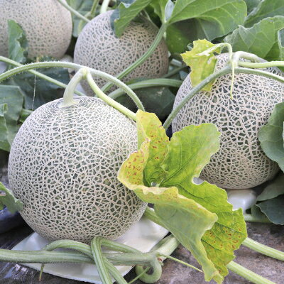 【ふるさと納税】【先行受付　2026年発送】富良野メロン赤肉　1玉(大玉)_ メロン 富良野メロン 赤肉 赤肉メロン 果物 くだもの 北海道 富良野 ギフト プレゼント 贈り物 ふるさと 【1260650】 サムネイル2