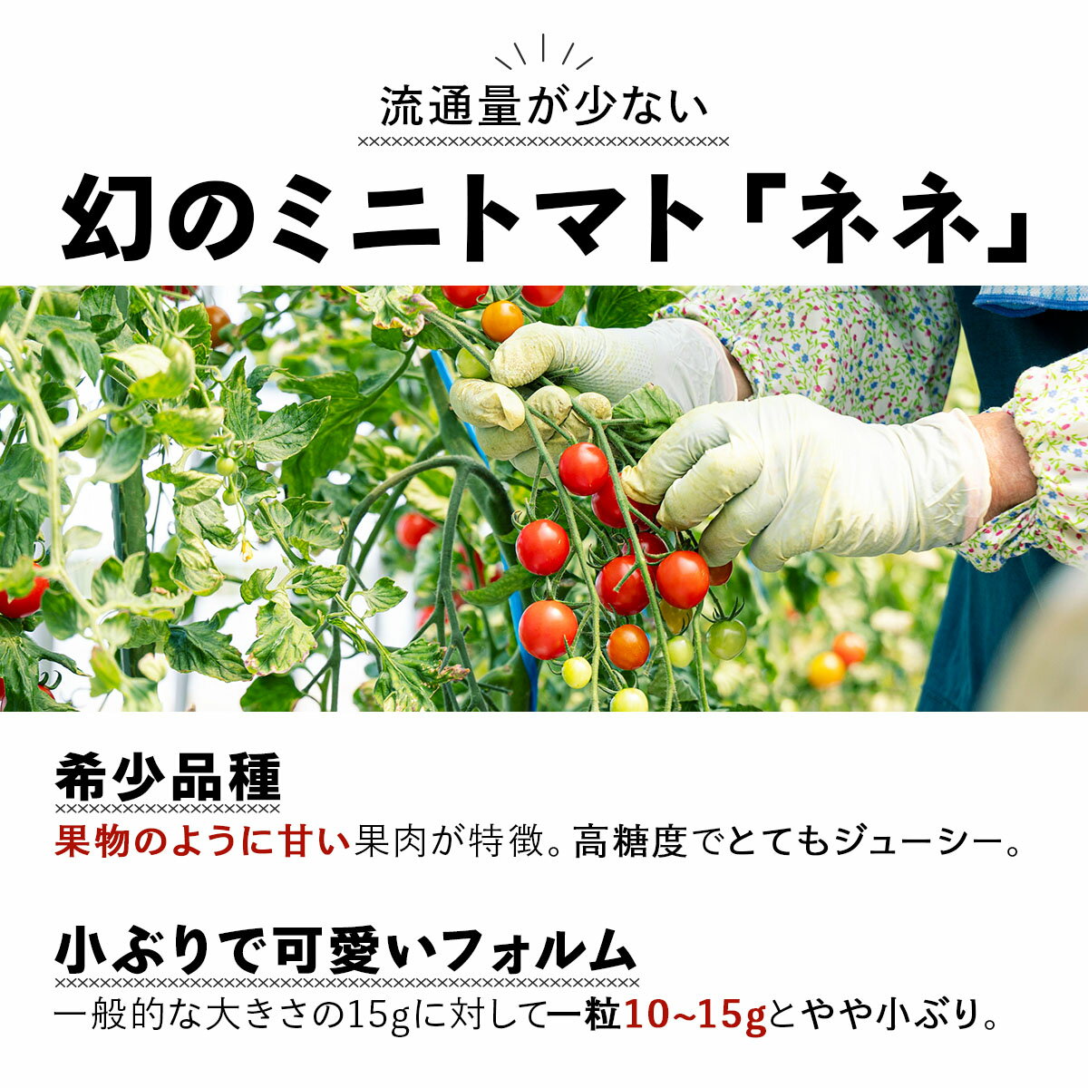 【ふるさと納税】【2026年先行予約】＜選べる容量＞北海道産 ミニトマト ネネ 約3~9kg フルーツトマト プチトマト 甘い 濃厚 彩り 鮮やか 希少 お中元 お歳暮 暑中見舞い 帰省土産 ご自宅用 産地直送 大滝農園 送料無料 北海道 - 画像2