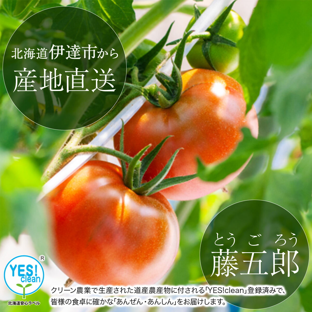 【ふるさと納税】【2026年 発送 】 先行予約 北海道 伊達 トマト 藤五郎 約 40 玉 M ～ L サイズ とまと 新鮮 ジューシー 産地直送 - 画像2