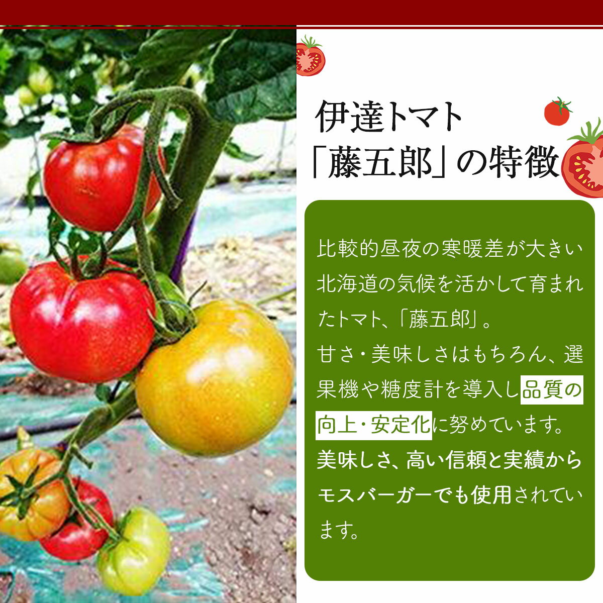 【ふるさと納税】【2026年 発送 】 先行予約 北海道 伊達 トマト 藤五郎 約 40 玉 M ～ L サイズ とまと 新鮮 ジューシー 産地直送 - 画像3