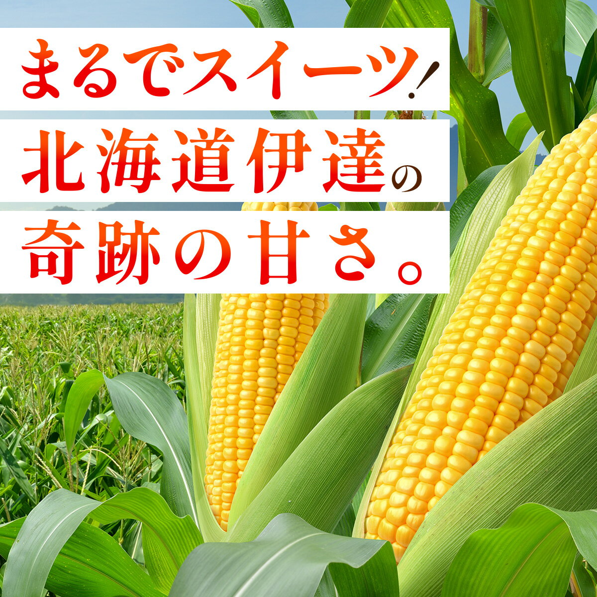 【ふるさと納税】＜2026年7月中旬〜順次お届け＞ スイートコーン・恵味（2Lサイズ）【dnk-003】先行予約 とうもろこし コーン スイートコーン 野菜 伊達野菜 サラダ 北海道 伊達市 - 画像2