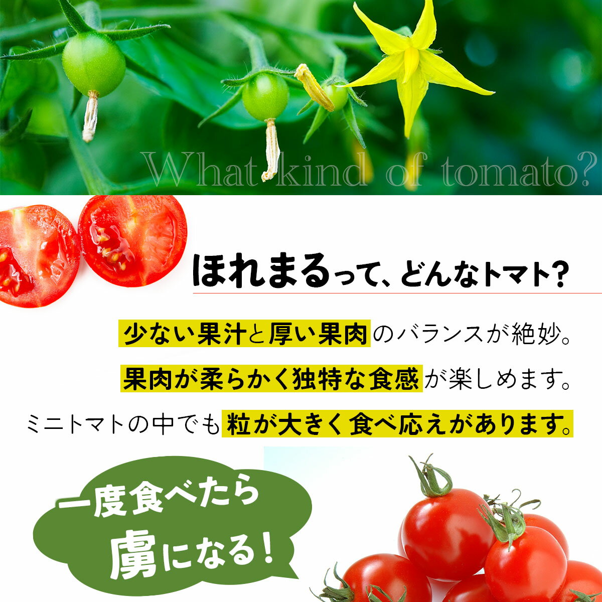 【ふるさと納税】【 2026年発送 】 先行予約 北海道 伊達市 ミニトマト ほれまる 3kg 【オンライン決済限定】55250962 - 画像3