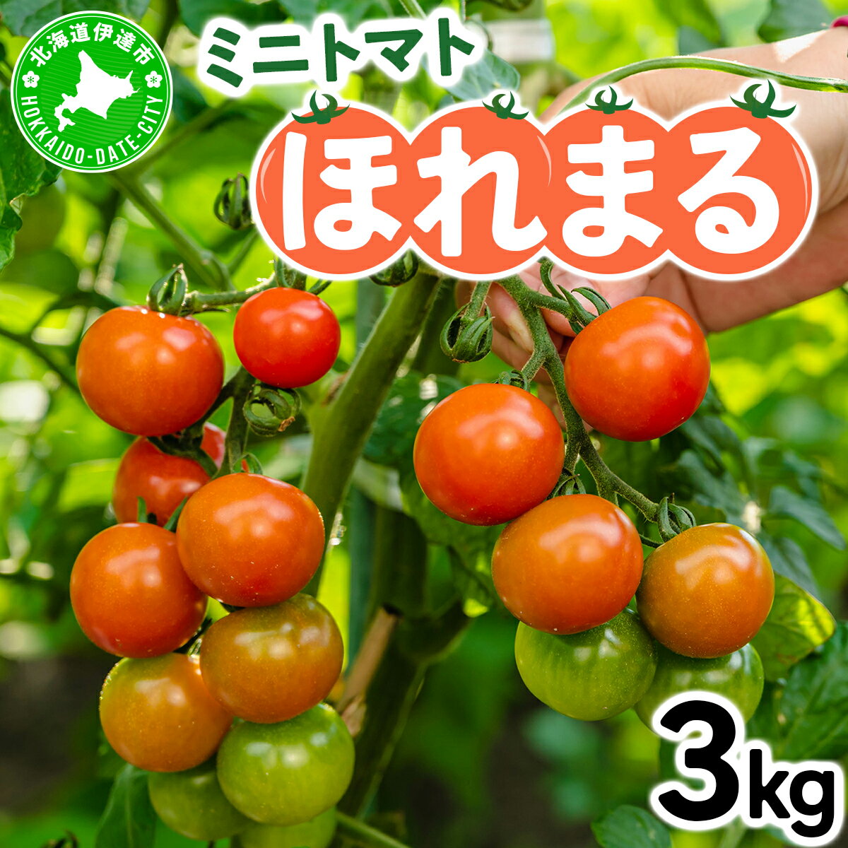 【 2026年発送 】 先行予約 北海道 伊達市 ミニトマト ほれまる 3kg 【オンライン決済限定】55250962