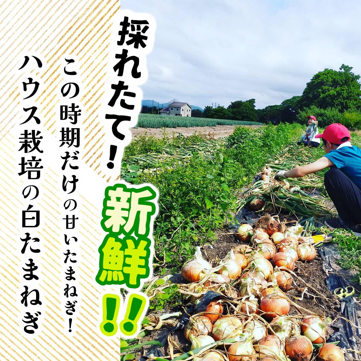 【ふるさと納税】【2026年6月中旬発送】白玉ねぎ 4kg 北海道 伊達産 タマネギ 玉葱 サラダ [famy-002] - 画像2