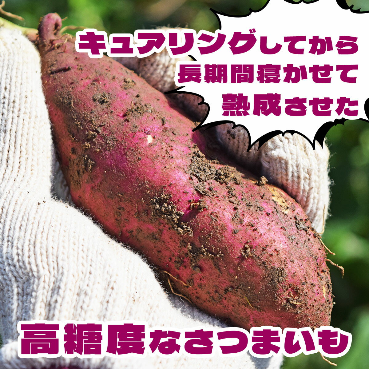 【ふるさと納税】北海道 伊達 さつまいも シルクスイート 5kg 熟成 高糖度 サツマイモ 芋 甘い スイートヤバ芋 産地直送 - 画像3