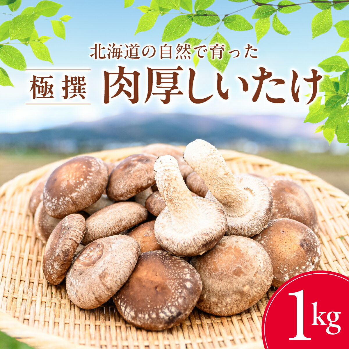 北海道の自然で育った 極撰 肉厚 しいたけ 1kg 【 ふるさと納税 人気 おすすめ ランキング 生しいたけ 椎茸 菌床 シイタケ きのこ キノコ 茸 北海道 北斗市 送料無料 】 HOKBA001