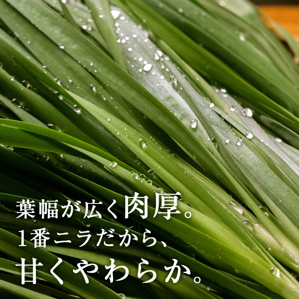 【ふるさと納税】【2026年発送予約】知内産 1番ニラ！！「北の華」選べる10束〜50束【JA新はこだて】ニラ 野菜 にら 北海道産 北の華 知内町 ふるさと納税 サムネイル3