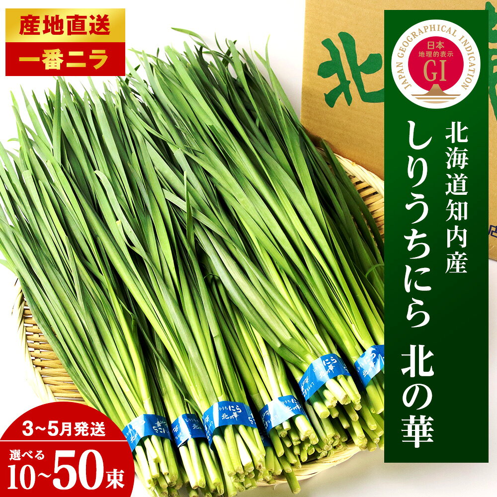 【2026年発送予約】知内産 1番ニラ！！「北の華」選べる10束〜50束【JA新はこだて】ニラ 野菜 にら 北海道産 北の華 知内町 ふるさと納税