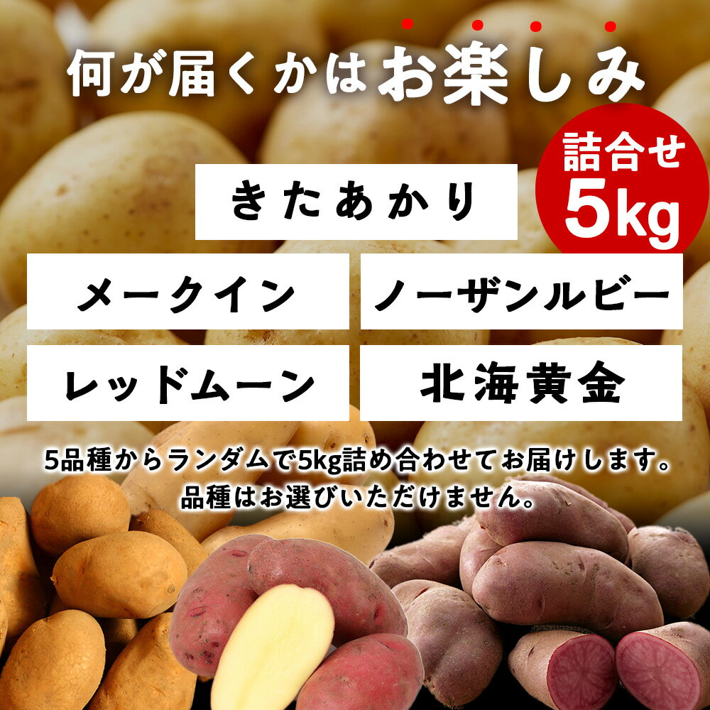 【ふるさと納税】【2026年10月発送！】北海道産 じゃがいも 訳あり 5kg〈秋山農園〉 "お楽しみランダム" きたあかり メークイン ノーザンルビー レッドムーン 北海黄金 北海道 訳アリ ポテト 芋 キタアカリ 国産 馬鈴薯 野菜 産地直送 根菜 北海道ふるさと納税 木古内町 - 画像2