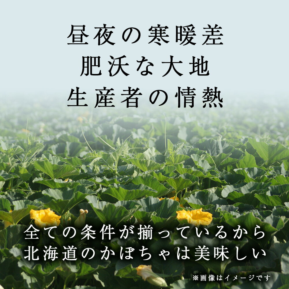 【ふるさと納税】【秋山農園】北海道産 かぼちゃ 雪化粧 選べる2個・4個入り南瓜 ほくほく 野菜 旬 秋野菜 北海道ふるさと納税 木古内町 ふるさと納税 北海道 - 画像2