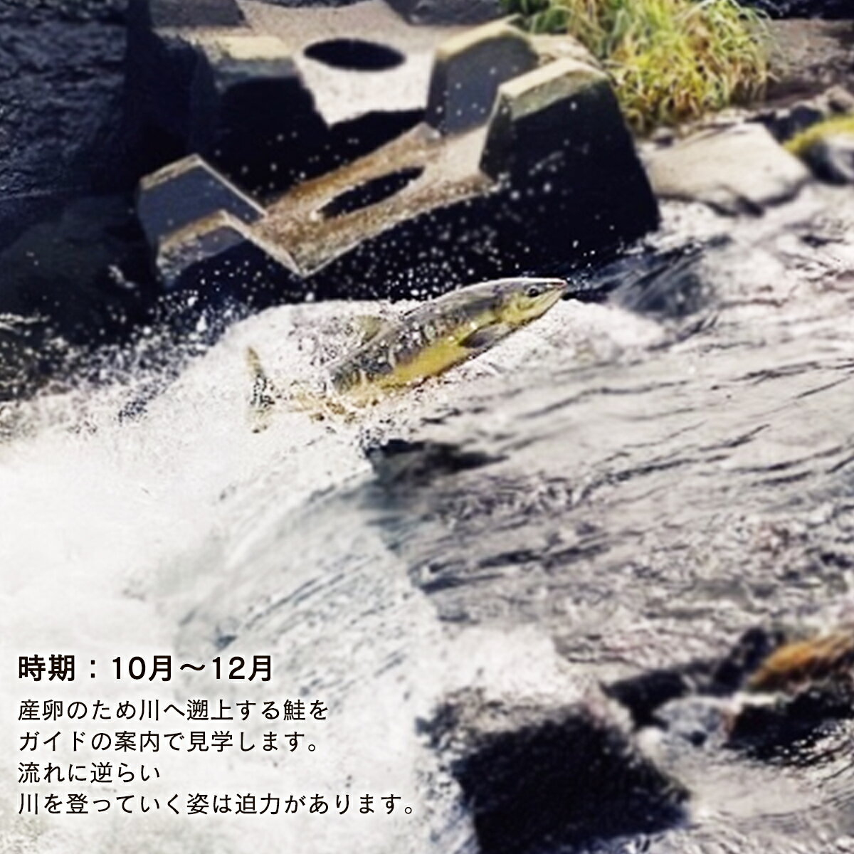 【ふるさと納税】 旅行 観光 体験 チケット 鮭の遡上見学体験 2名様分 根昆布だし お土産付き 道の駅しかべ間歇泉公園 入園券付き 鮭 遡上 見学 北海道 鹿部 送料無料 - 画像2