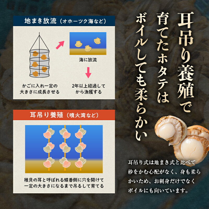 【ふるさと納税】 高評価★4.9 訳あり 北海道 蒸しほたて 噴火湾産 ほたて 800g サイズ不選別 ＜カネキチ澤田水産＞小分け ボイルホタテ ほたて 帆立 ホタテ 海産物 魚貝類 北海道 mr1-0927 サムネイル3