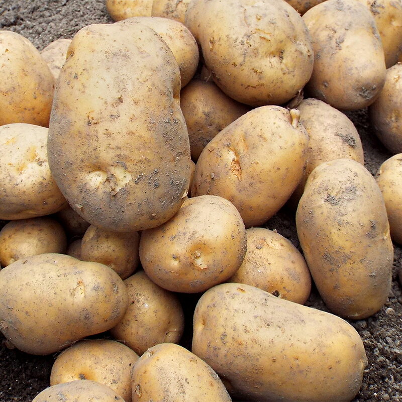 【ふるさと納税】【先行予約】希少！北海道森町産じゃがいも「北海黄金ほっかいこがね」LM～L玉 約10kg（2026年9月より順次発送） ＜株式会社 商舎＞ じゃがいも ジャガイモ 北海黄金 ほっかいこがね 北海道産 ふるさと納税 北海道 森町 mr1-1341 - 画像3