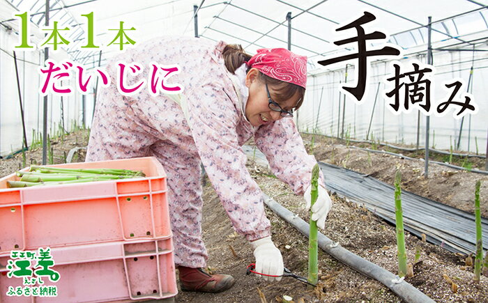 【ふるさと納税】＼春アスパラ 先行予約 2026年4月～順次出荷予定／ 北海道江差町産 アスパラガス L～2Lサイズ〈選べる容量 1kg・2kg〉 1kgあたり約20本　太い！ 甘い！ ジューシー！　朝採り　農家直送　新鮮　鮮度保持　旬野菜　グリーンアスパラ　ギフト　贈答 - 画像3