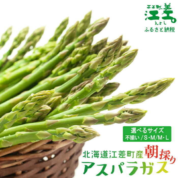 ＼春アスパラ 先行予約 2026年4月～順次出荷予定／北海道江差町産 アスパラガス〈選べる容量 M・L／S・M／訳あり不揃い〉1kg　朝採り　農家直送　新鮮　鮮度保持　北海道　旬野菜　グリーンアスパラ　アスパラガス　贈答　ギフト