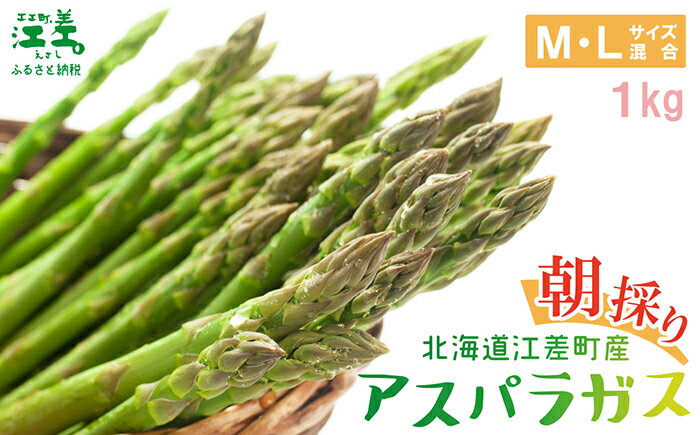 【ふるさと納税】＼春アスパラ 先行予約 2026年4月～順次出荷予定／北海道江差町産 アスパラガス〈選べる容量 M・L／S・M／訳あり不揃い〉1kg　朝採り　農家直送　新鮮　鮮度保持　北海道　旬野菜　グリーンアスパラ　アスパラガス　贈答　ギフト - 画像2