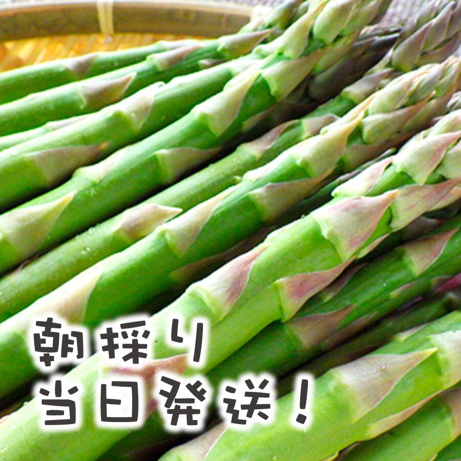 【ふるさと納税】【2026年夏発送】刀祢農園の朝採り夏アスパラ　2L以上（800g）　朝採れ　農家直送　新鮮　グリーンアスパラ　夏野菜　旬野菜　シャキシャキ　とれたて　北海道産 - 画像2