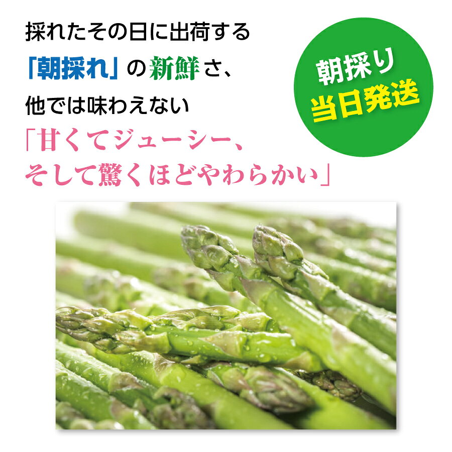 【ふるさと納税】【2026年6月発送】寅福菜園の朝採り6月限定アスパラ　S（800g）　グリーンアスパラ　朝採れ　農家直送　新鮮　ジューシー　特産品　北海道産 - 画像2