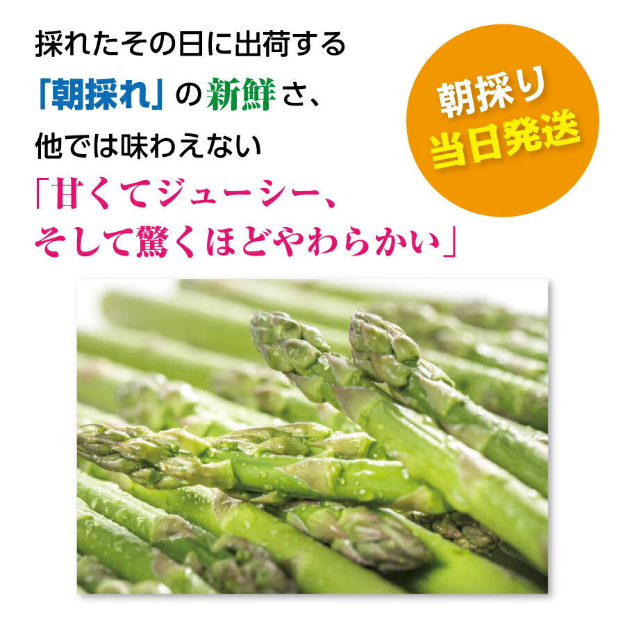 【ふるさと納税】【2026年夏発送】寅福菜園の朝採り夏アスパラ　2L（1.6kg）　朝採れ　農家直送　新鮮　グリーンアスパラ　夏野菜　旬野菜　シャキシャキ　とれたて　北海道産 - 画像2