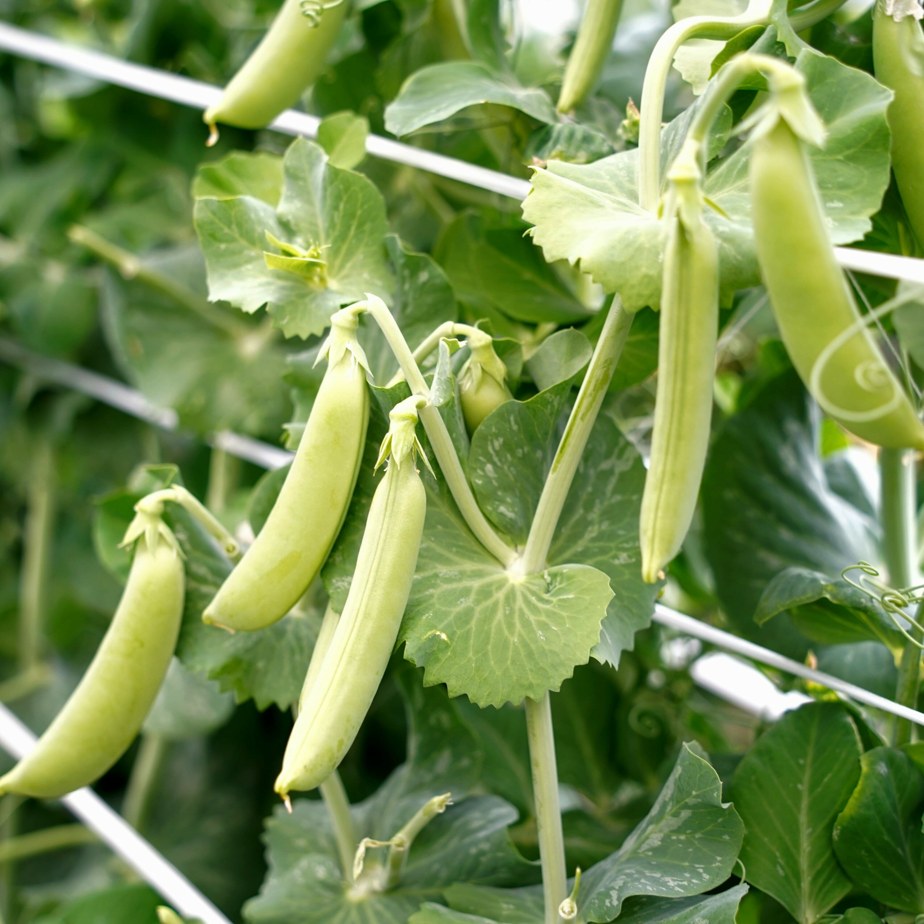 【ふるさと納税】【2026年5月中旬から順次発送】【朝獲れ新鮮】北海道 せたな町産 スナップえんどう 3kg 旬 炒め お弁当 みそ汁 パスタ 天ぷら おつまみ 野菜 - 画像2