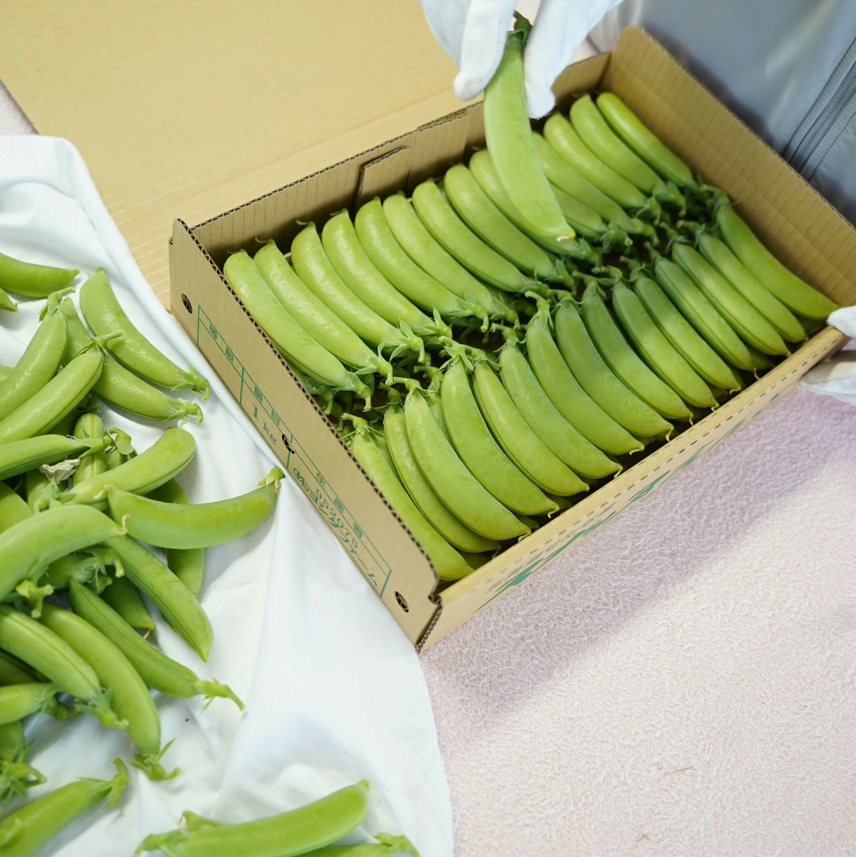 【ふるさと納税】【2026年5月中旬から順次発送】【朝獲れ新鮮】北海道 せたな町産 スナップえんどう 3kg 旬 炒め お弁当 みそ汁 パスタ 天ぷら おつまみ 野菜 - 画像3