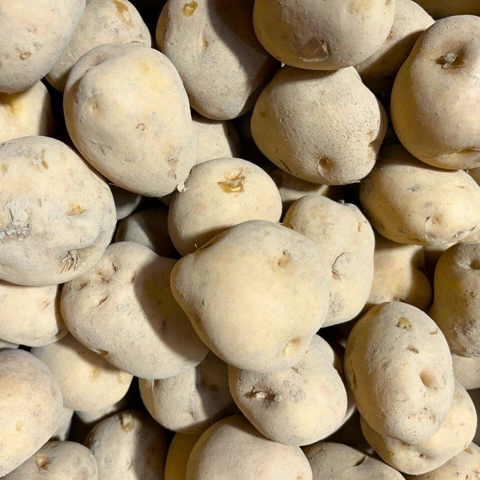 【ふるさと納税】【2025年10下旬から順次発送】【令和7年産】北海道 せたな町産 男爵 10kg 男爵いも 芋 新じゃが じゃがいも 野菜 - 画像2