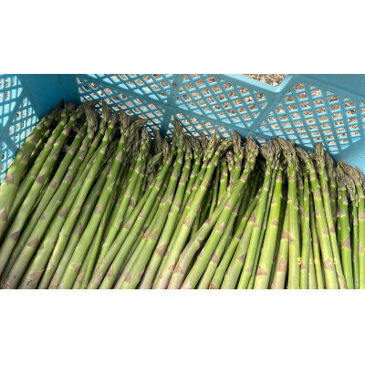 【ふるさと納税】先行予約【訳あり】島牧村産アスパラガス 1kg(冷蔵便)【2026年5月上旬～発送予定】【配送不可地域：離島】【1705088】 - 画像2