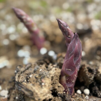 【ふるさと納税】先行予約【訳あり】島牧村産アスパラガス 1kg(冷蔵便)【2026年5月上旬～発送予定】【配送不可地域：離島】【1705088】 - 画像3