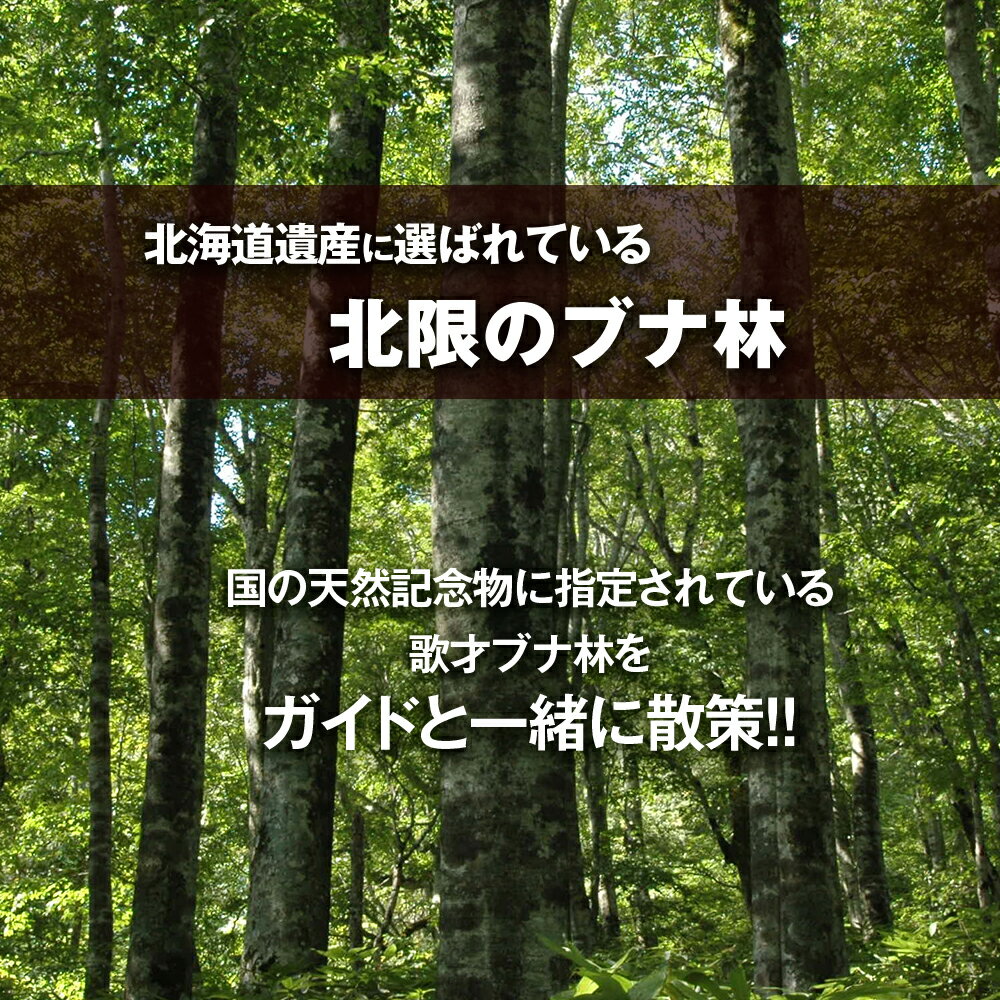 【ふるさと納税】黒松内町観光協会「北限のブナ林ガイドウォーク」(1時間半)2名様　体験チケット体験 アクティビティ ガイド レジャー チケット 散策 観光 北海道ふるさと納税 ふるさと納税 北海道 黒松内町 通販 ギフト 贈答品 贈り物 サムネイル2