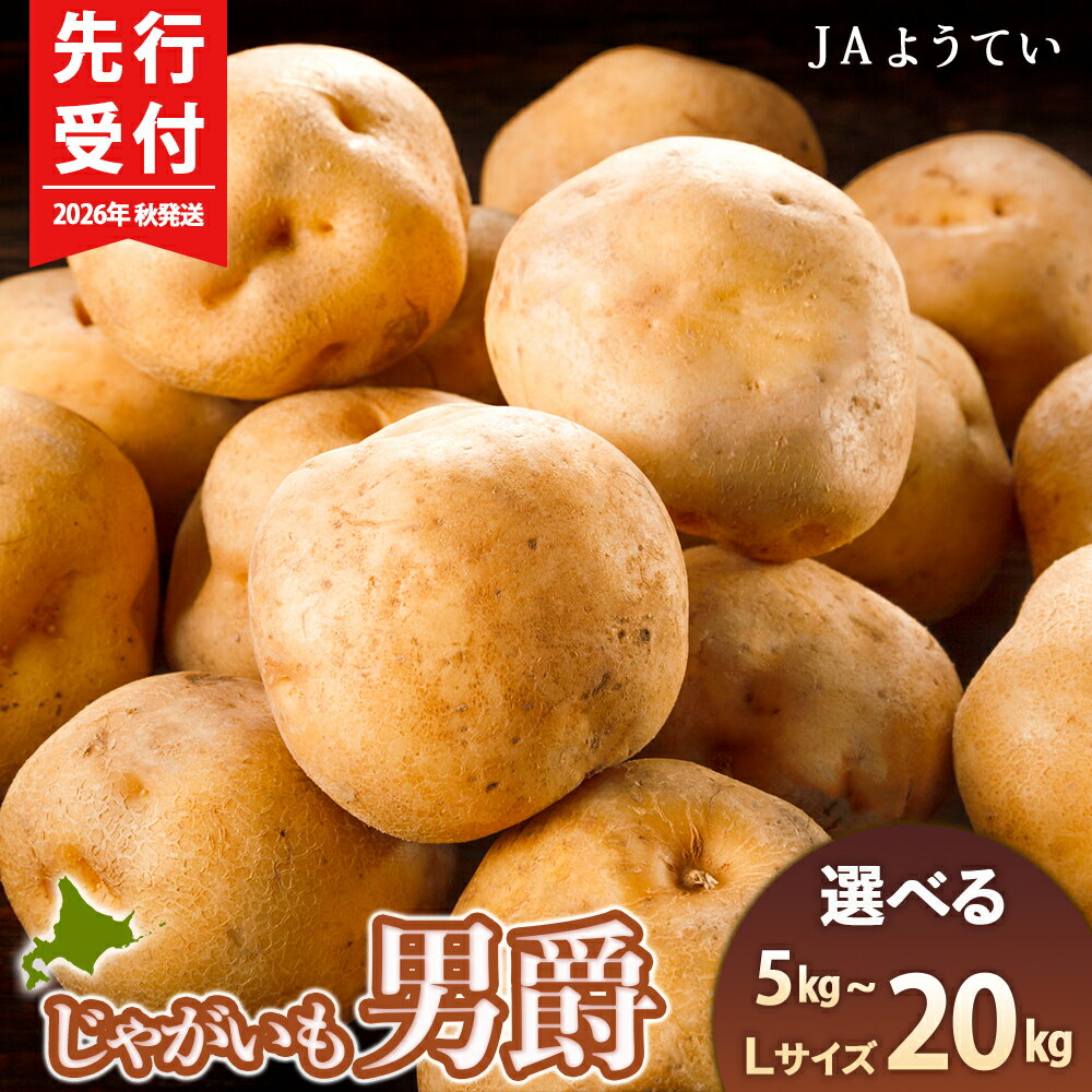 【2026年秋発送 先行予約】じゃがいも 馬鈴薯（男爵）Lサイズ　選べる5kg〜20kg ＜JAようてい＞じゃがいも ジャガイモ 芋 男爵芋 男爵 だんしゃく いも 野菜 北海道ふるさと納税 ふるさと納税 北海道 黒松内町 通販 ギフト 贈答品 贈り物