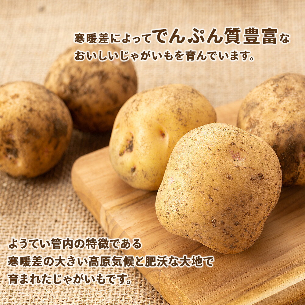 【ふるさと納税】【2026年秋発送 先行予約】じゃがいも 馬鈴薯（男爵）Lサイズ　選べる5kg〜20kg ＜JAようてい＞じゃがいも ジャガイモ 芋 男爵芋 男爵 だんしゃく いも 野菜 北海道ふるさと納税 ふるさと納税 北海道 黒松内町 通販 ギフト 贈答品 贈り物 - 画像2