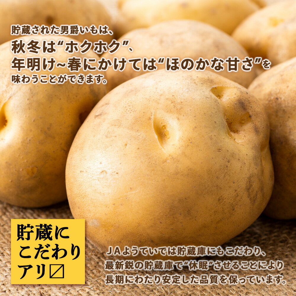 【ふるさと納税】【2026年秋発送 先行予約】じゃがいも 馬鈴薯（男爵）Lサイズ　選べる5kg〜20kg ＜JAようてい＞じゃがいも ジャガイモ 芋 男爵芋 男爵 だんしゃく いも 野菜 北海道ふるさと納税 ふるさと納税 北海道 黒松内町 通販 ギフト 贈答品 贈り物 - 画像3