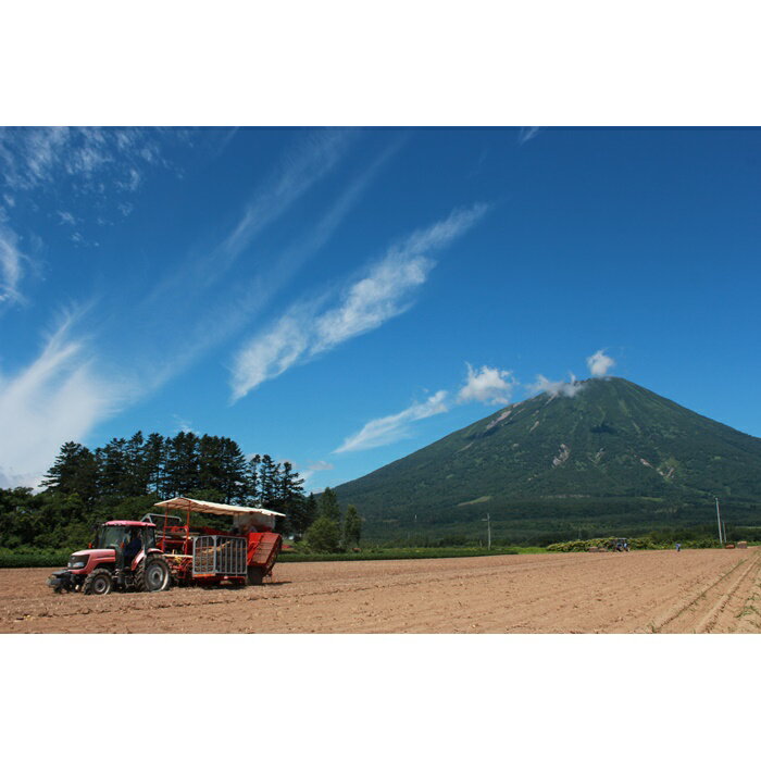【ふるさと納税】【新じゃが】太陽の光をたっぷりと浴びた　北海道真狩村産じゃがいも・とうや 5kg【2025年産】【0113701】 - 画像2