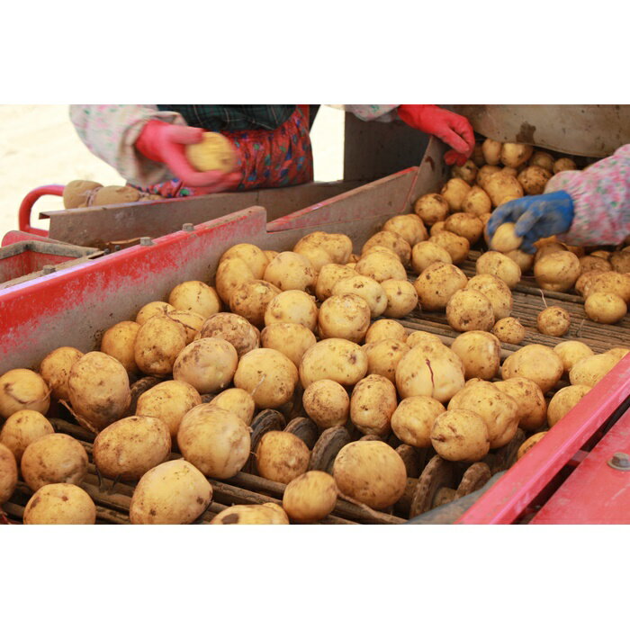 【ふるさと納税】【新じゃが】太陽の光をたっぷりと浴びた　北海道真狩村産じゃがいも・とうや 5kg【2025年産】【0113701】 - 画像3
