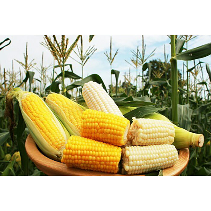 【ふるさと納税】【2026年産】まっかり四季の恵み（ミニ）(アスパラ1kg、とうもろこし5kg、じゃがいも2種×5kg、ゆり根L1kg)【0117701】 - 画像3