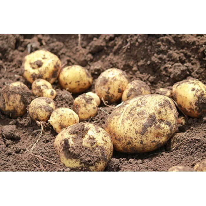 【ふるさと納税】秋の真狩味覚セットA（じゃがいも5Kgと旬の農産物詰め合わせ）【2025年産】北海道真狩村産　お楽しみ　詰め合わせ【0110101】 サムネイル2